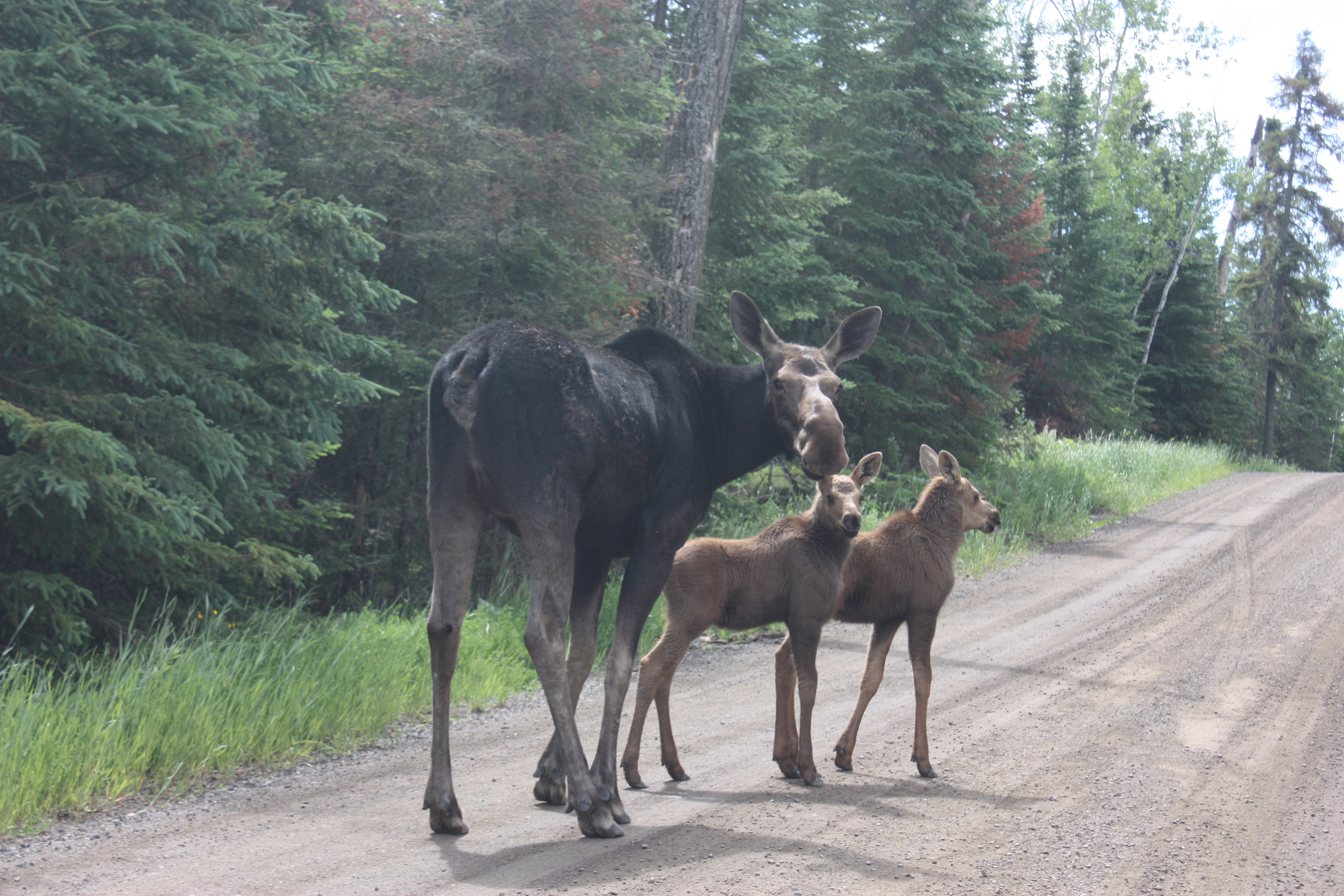 Moose Tail Tale | Boundary Waters Blog